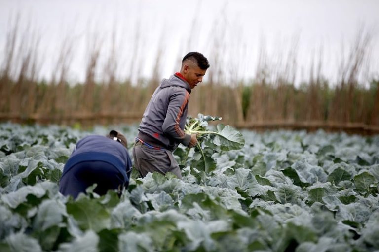 تضرر الموسم الفلاحي يتسبب في فقدان عدد كبير من مناصب الشغل بالمغرب