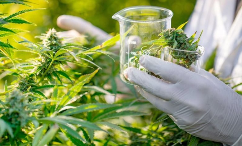متخصصون يستفيدون من تكوين حول الاستعمال الطبي والتجميلي لـ"نبتة الكيف" متخصصون يستفيدون من تكوين حول الاستعمال الطبي والتجميلي لـ