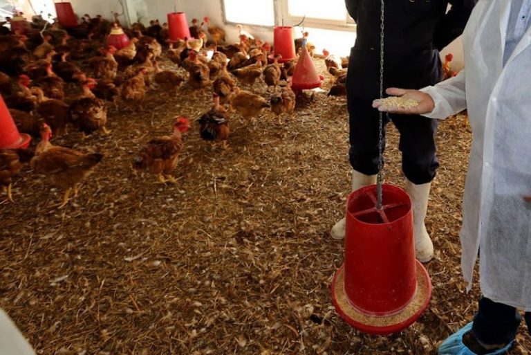 مربو الدجاج يستنكرون ارتفاع الأسعار ويحمّلون المسؤولية لشركات الأعلاف