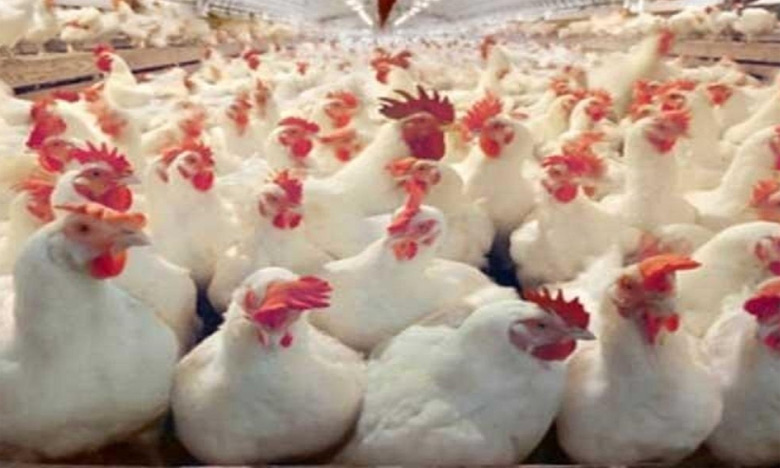 أسعـــار الدجـــاج تلهب جيــوب المستهلك بعد أن تجــاوزت 20 درهـــما للكيـــلوغرام