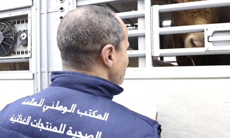 "أونسا" يحسم الجدل الدائر بشأن استيراد المغرب للأبقار البرازيلية "أونسا" يحسم الجدل الدائر بشأن استيراد المغرب للأبقار البرازيلية