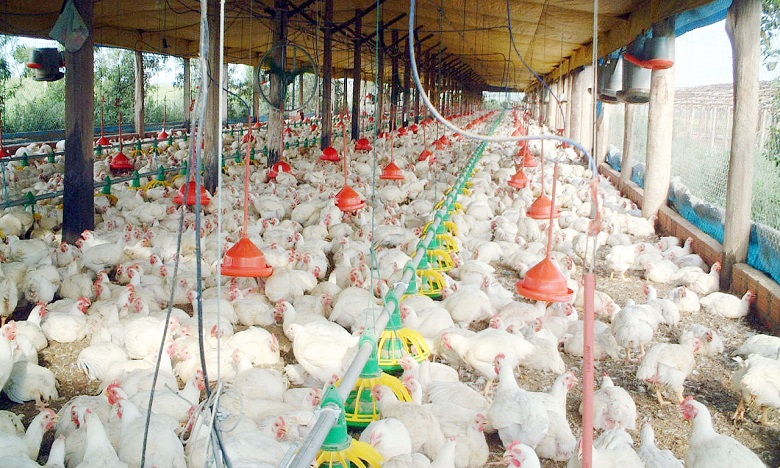 إتلاف كمية مهمة من الدجاج الفاسد كان معدا للبيع بمحلات تنعدم فيها شروط السلامة الصحية بمراكش