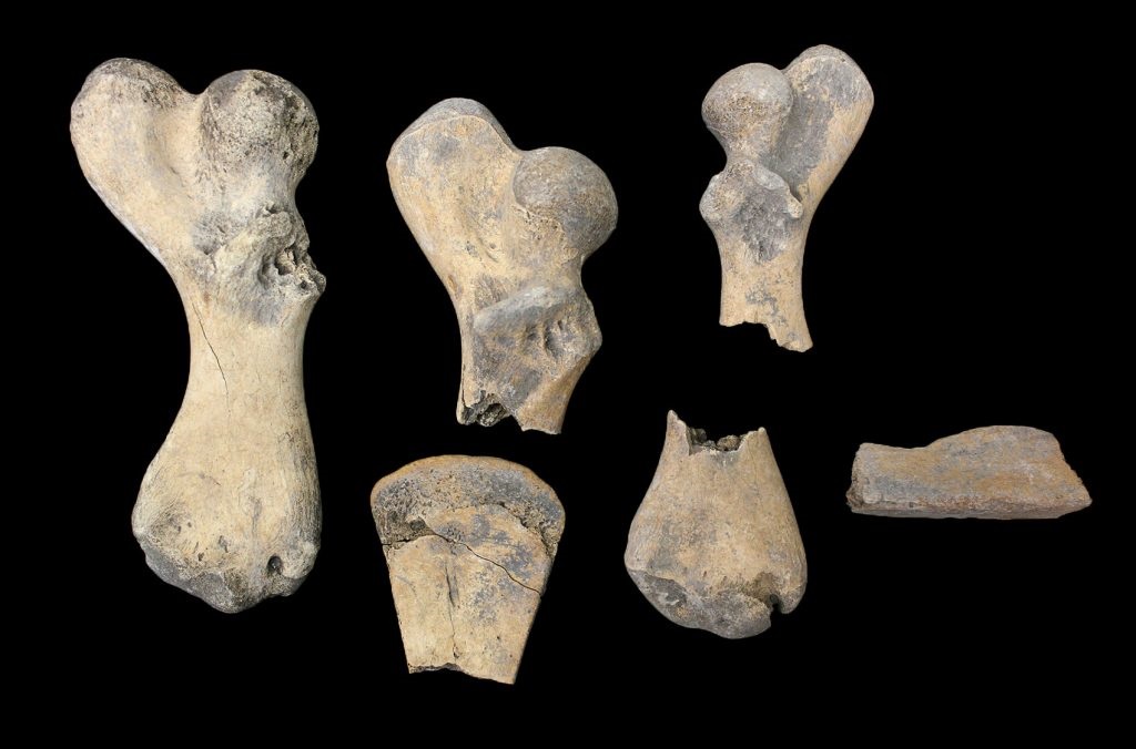 إحباط محاولة تصدير 200 كلغ من العظام الأثرية خلال سنة 2021