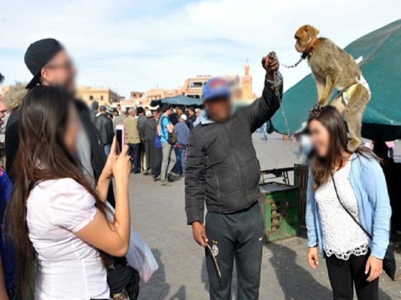 إخضاع قردة ساحة جامع الفنا للمراقبة البيطرية للحد من تسلل فيروس "جدري القردة"