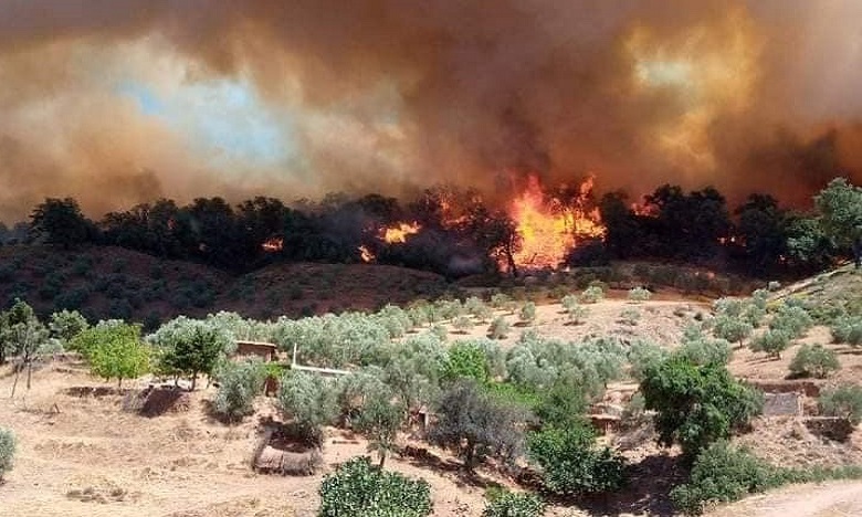 إقليم تازة.. ارتفاع المساحة التي طالتها النيران إلى ما يقارب 400 هكتار دون تسجيل خسائر بشرية (مصادر محلية)