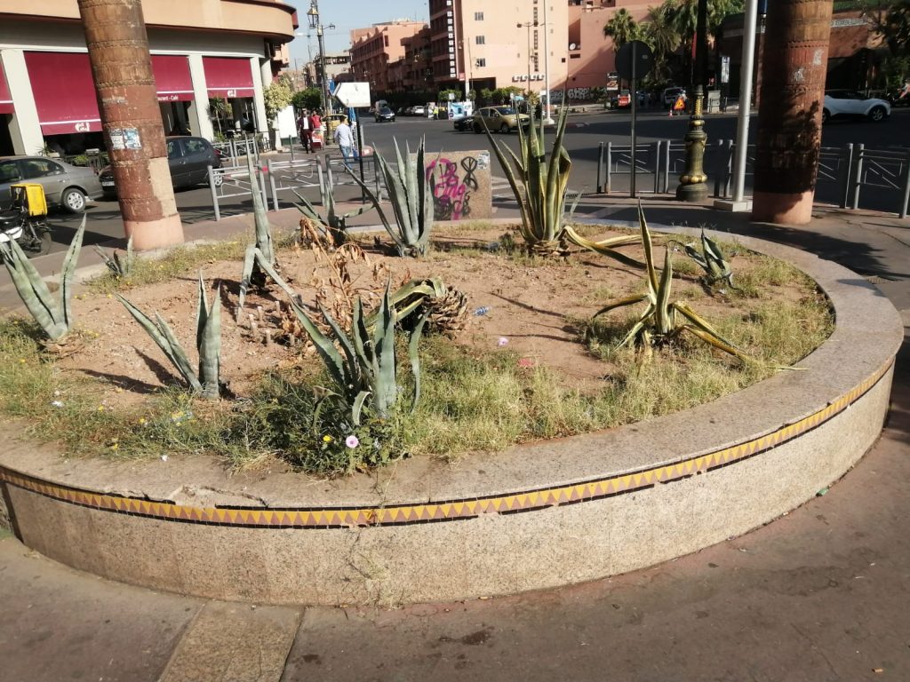 إهمال المساحات الخضراء بساحة عبد المومن يسائل المسؤولين بمقاطعة جليز بمراكش