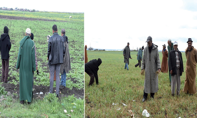 تصوير: كرتوش