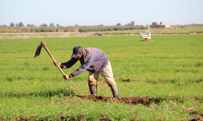 الخميسات: الأمطار ستساهم في نمو المزروعات البورية وتوفير الكلأ واستقرار سوق المواشي