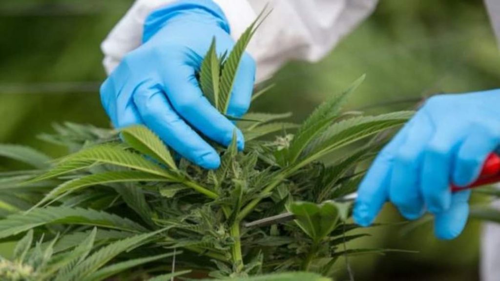 برنامج "Kif Takwine" يواصل تكوين الأطباء والصيادلة في استخراج العلاجات الطبية للقنب الهندي بالمغرب