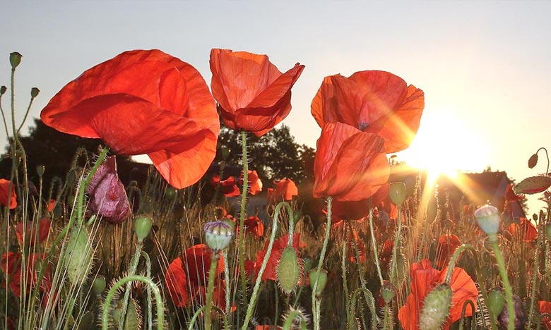 توقعات أحوال الطقس اليوم الإثنين