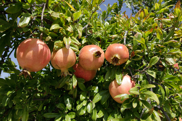 جهة بني ملال خنيفرة .. توقعات بإنتاج 39 ألف طن من الرمان وخلق 300 ألف يوم عمل