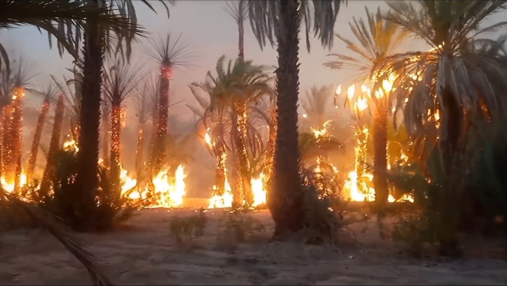 حصاد الحرائق يتواصل ويحصد أكثر من 80 في المائة من واحة "تزكي يرغن"