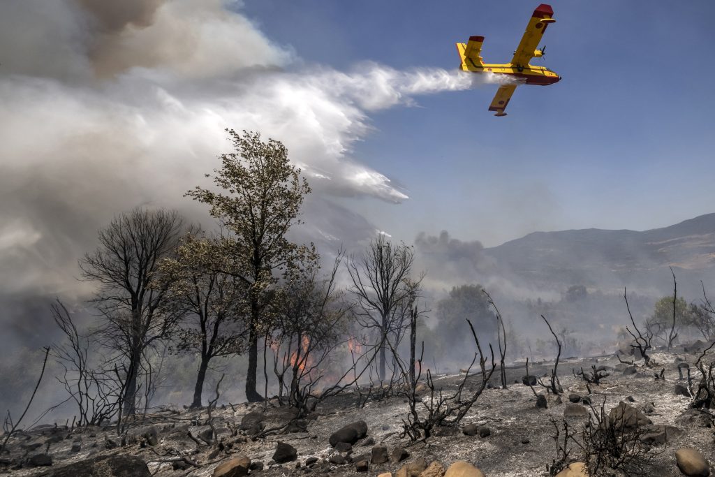 خبير: حرائق الغابات بالشمال ناجمة عن أسباب بشرية في الغالب