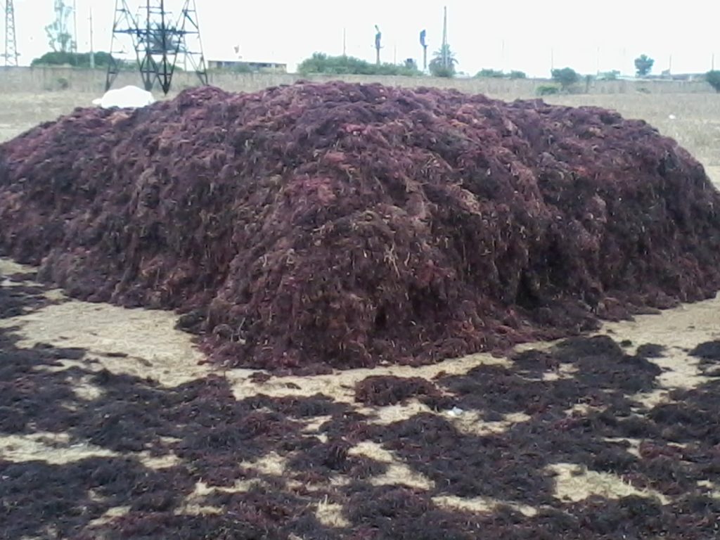 طحالب بحرية: جمع أزيد من 22.500 طن بمنطقة دكالة طحالب بحرية: جمع أزيد من 22.500 طن بمنطقة دكالة