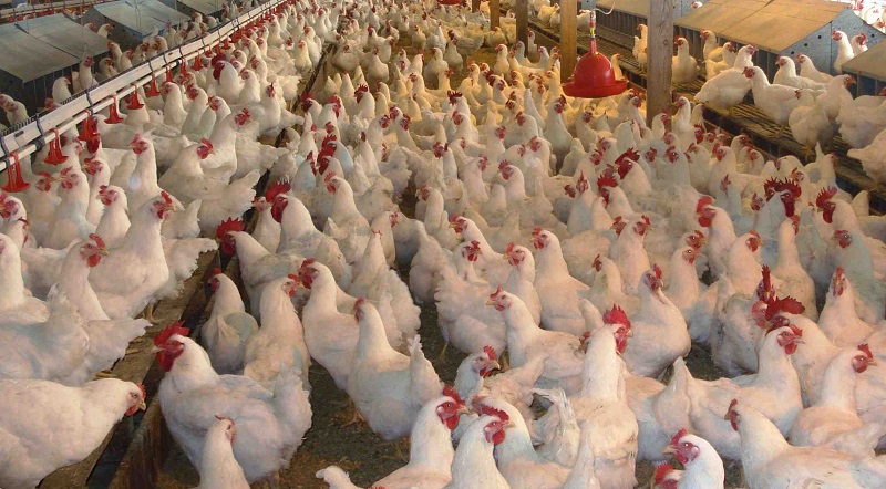 عبد الله بنعثمان: إنفلونزا الطيور مرض يظل يهدد قطاع تربية الدواجن