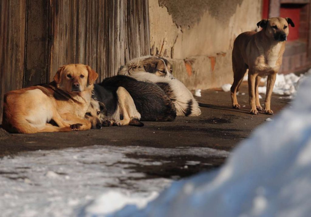 عضة كلب تنهي حياة سيدة من تمسمان بإقليم الدريوش عضة كلب تنهي حياة سيدة من تمسمان بإقليم الدريوش