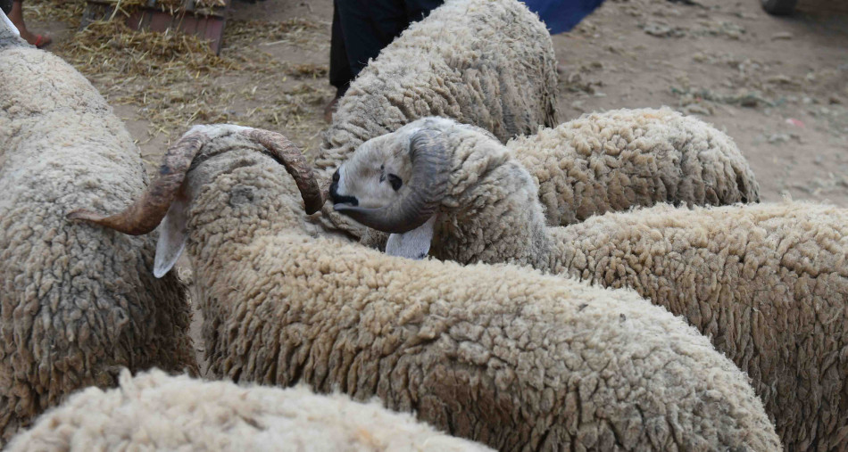 عيد الأضحى .. الحالة الصحية للقطيع الوطني جيدة