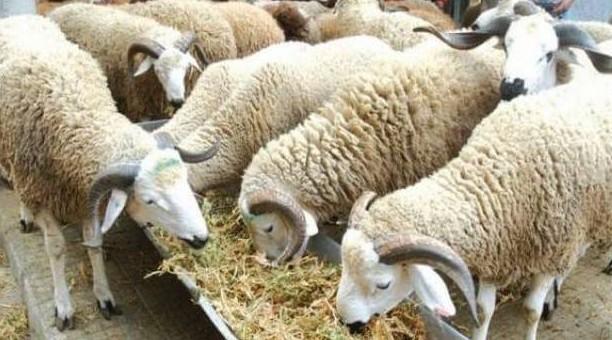 عيد الأضحى .. توفير خدمة ذبح الأضحية بـ 240 درهما بمجازر الدار البيضاء