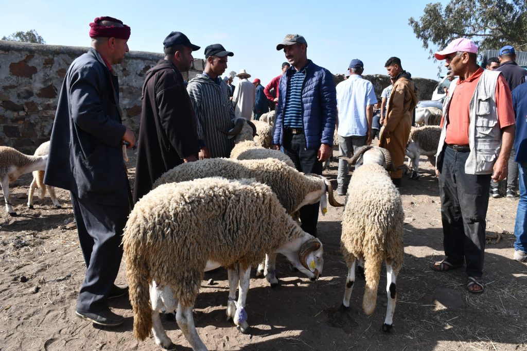 عيد الأضحى .. زيادة في أسعار الأغنام تصل إلى 1500 درهم