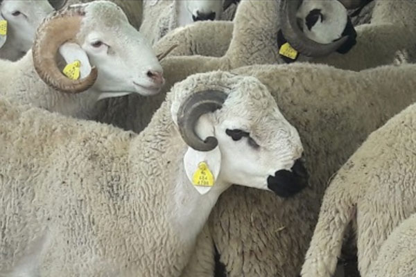 عيد الأضحى .. نصائح للحفاظ على جودة اللحوم