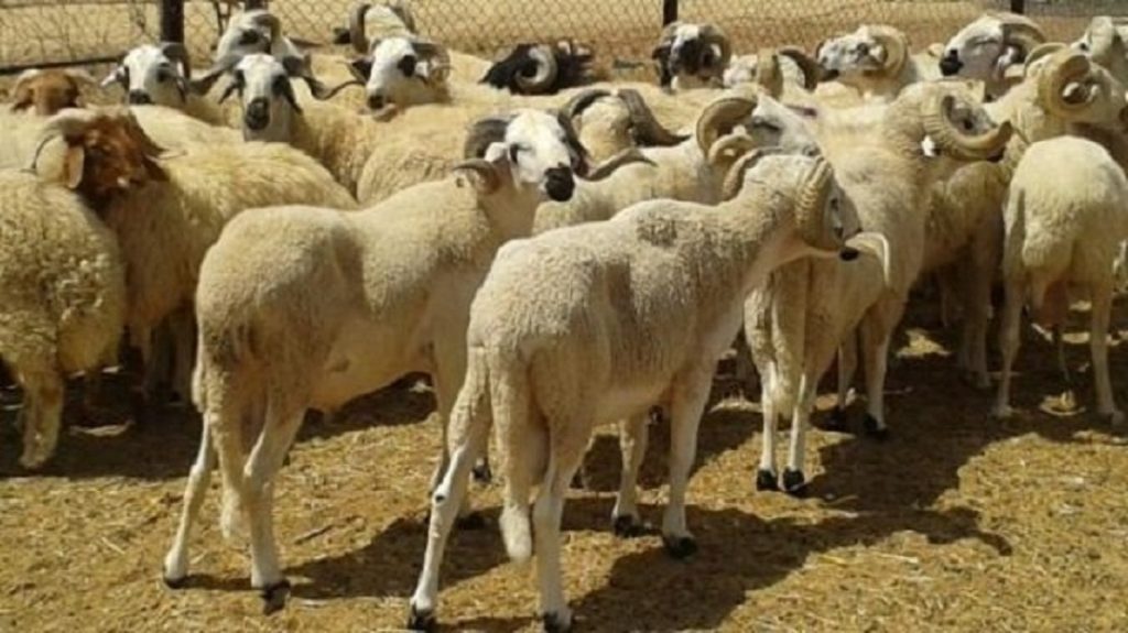 عيد الأضحى 1443 .. العرض من الأغنام والماعز يغطي الطلب "بكثير"