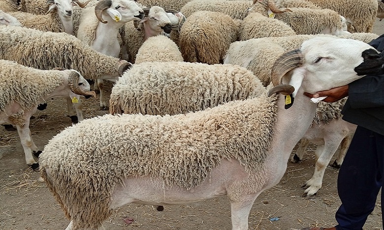 عيد الأضحى 2021.. مجازر الدار البيضاء تعلن توفير خدمة الإيواء وذبح أضحية العيد للساكنة البيضاوية