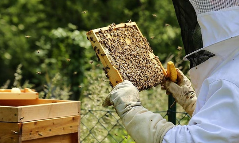 لجان تابعة لـ«أونسا» تشرع في أخذ عينات من بعض المناحل لتعميق التحريات حول سبب اختفاء طوائف النحل