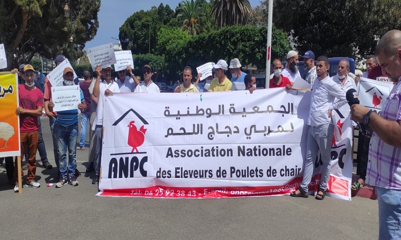 مربو دجاج اللحم بالمغرب يحتجون ويطالبون وزارة الفلاحة بحمايتهم من الإفلاس