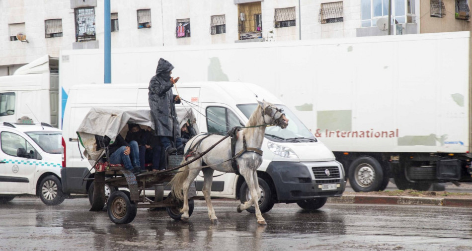 منع تجوال أو رعي المواشي والدواب بالدارالبيضاء يدخل حيز التنفيذ