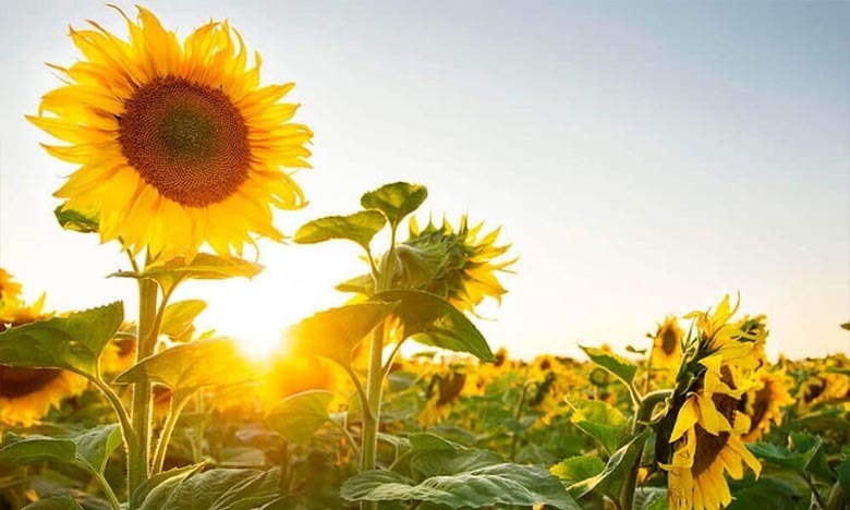 نشرة إنذارية: موجة حرارة تتراوح ما بين 39 و47 درجة من الجمعة إلى الأحد