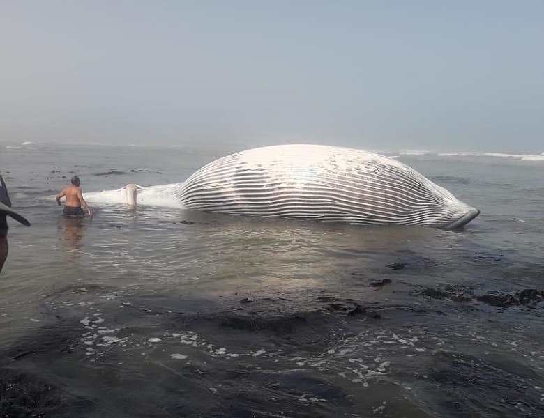 نفوق حوت ضخم من نوع "La balaine" يزن 6 أطنان في طانطان