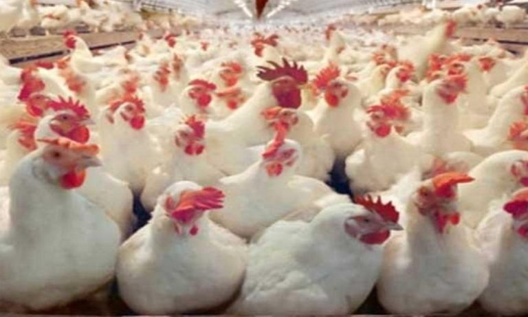 أسعـــار الدجـــاج تلهب جيــوب المستهلك بعد أن تجــاوزت 20 درهـــما للكيـــلوغرام