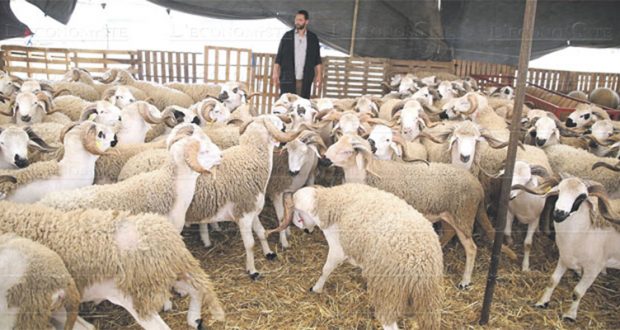 أضحية العيد: جامعة حماية المستهلك تحذر من رجوع ظاهرة اخضرار اللحوم