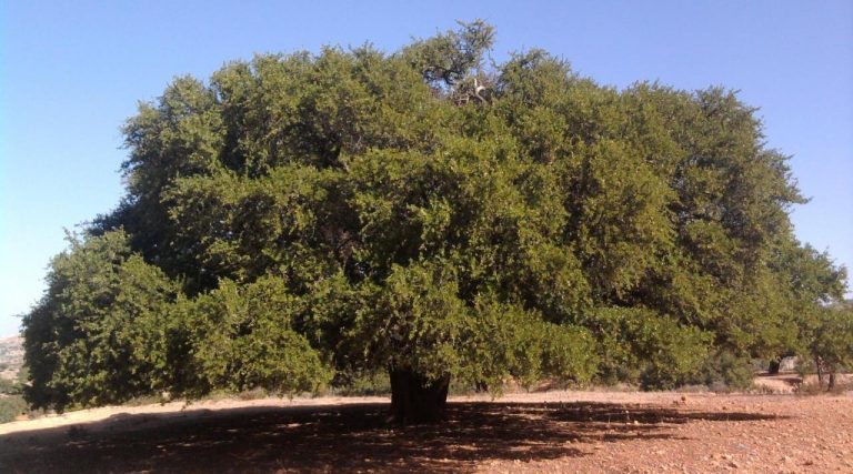أكادير: المغرب والأمم المتحدة يحتفيان بالذكرى الثانية لليوم العالمي لشجرة أركان