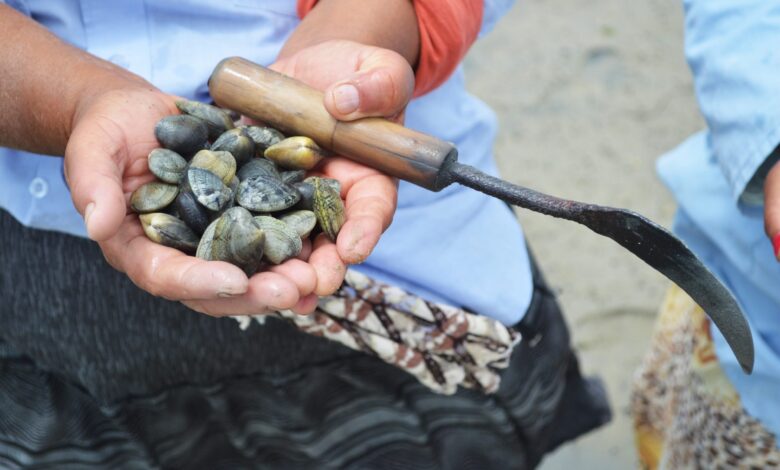 أكادير.. رفع الحظر عن جمع وتسويق الصدفيات