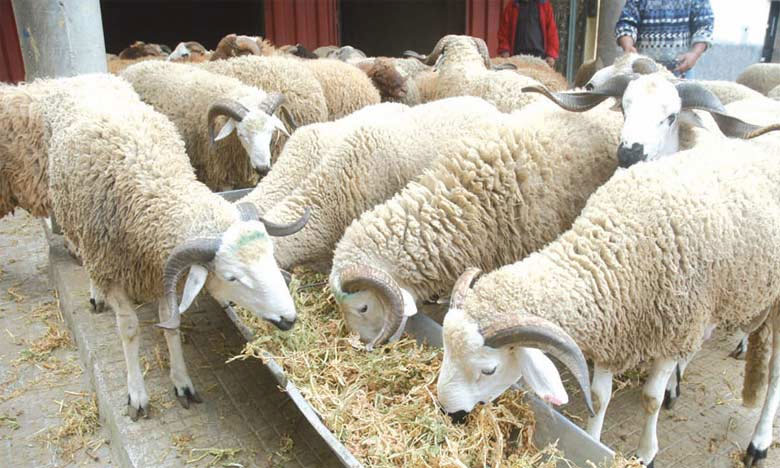 أونسا: ترقيم 5.8 مليون رأس من الأغنام والماعز في إطار الاستعدادات لعيد الأضحى