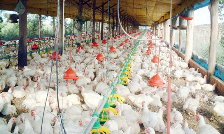 إتلاف كمية مهمة من الدجاج الفاسد كان معدا للبيع بمحلات تنعدم فيها شروط السلامة الصحية بمراكش