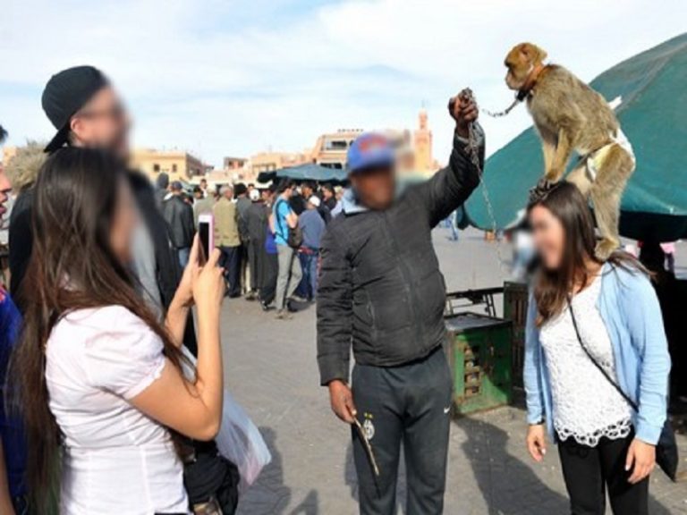 إخضاع قردة ساحة جامع الفنا للمراقبة البيطرية للحد من تسلل فيروس "جدري القردة"