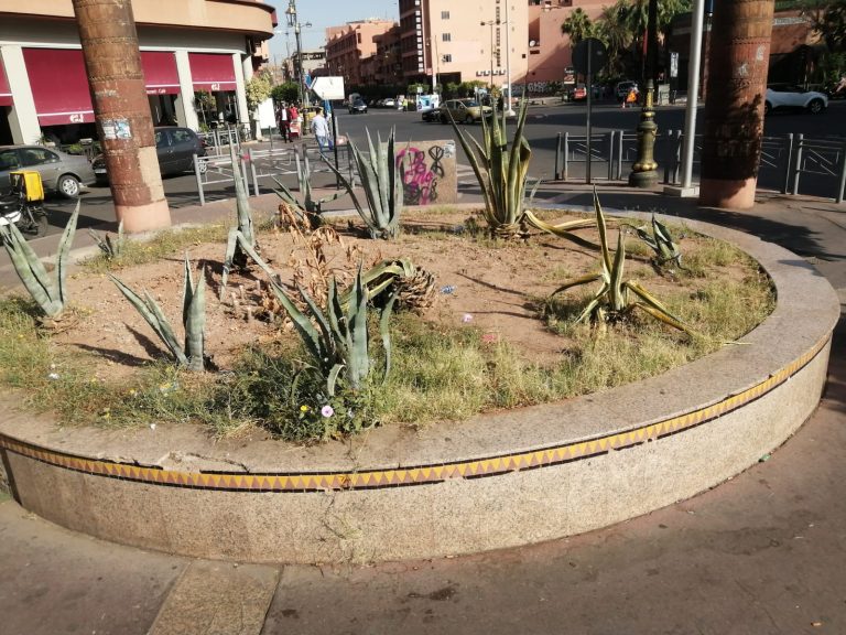 إهمال المساحات الخضراء بساحة عبد المومن يسائل المسؤولين بمقاطعة جليز بمراكش