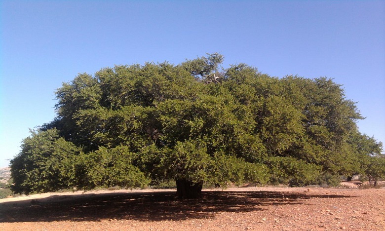 الاحتفال يوم 10 ماي باليوم العالمي لشجرة الأركان في نسخته الأولى