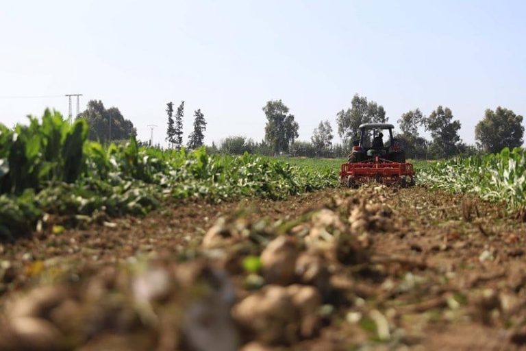 التغيرات المناخية تقلص المساحات المخصصة للشمندر السكري بشمال المغرب