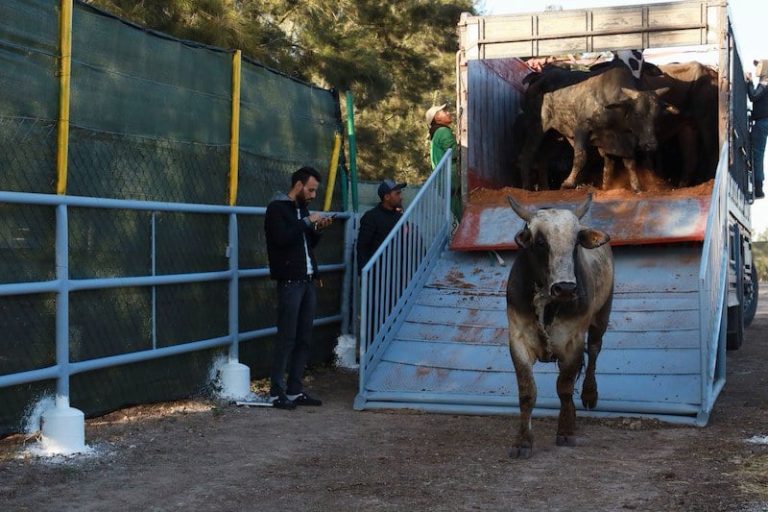 الجديدة تستقبل 2800 رأس من الأبقار المستوردة من البرازيل