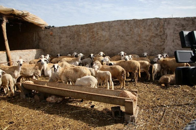 الجفاف يضغط على