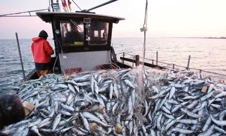الضمان الاجتماعي .. إطلاق المنصة الإلكترونية الجديدة "بوابة ضمان بحري"