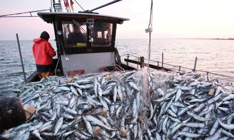 الضمان الاجتماعي .. إطلاق المنصة الإلكترونية الجديدة "بوابة ضمان بحري"