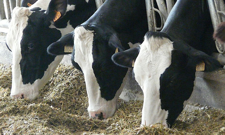 العجلات الحلوب المستوردة..شروط جديدة للاستفادة من الدعم