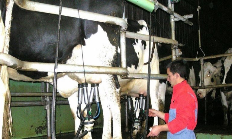 الفلاحون يطالبون حماية القطيع الوطني بالإعفاء من الضرائب على الأعلاف المستوردة