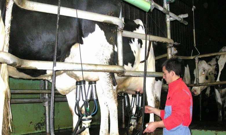 الفلاحون يطالبون حماية القطيع الوطني بالإعفاء من الضرائب على الأعلاف المستوردة