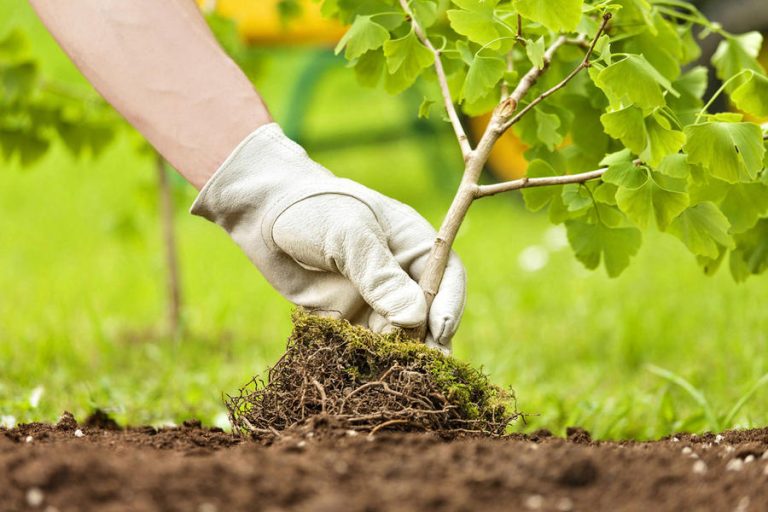 القنيطرة .. تكريم مناضلين بيئيين ساهما لأكثر من ربع قرن في الحفاظ على البيئة