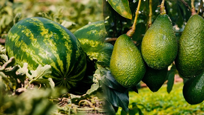 تفاصيل خطة رفع الدعم الحكومي عن الزراعات المستنزفة للمخزون المائي